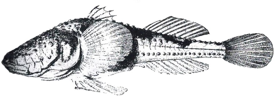 Caspian stellate tadpole-goby