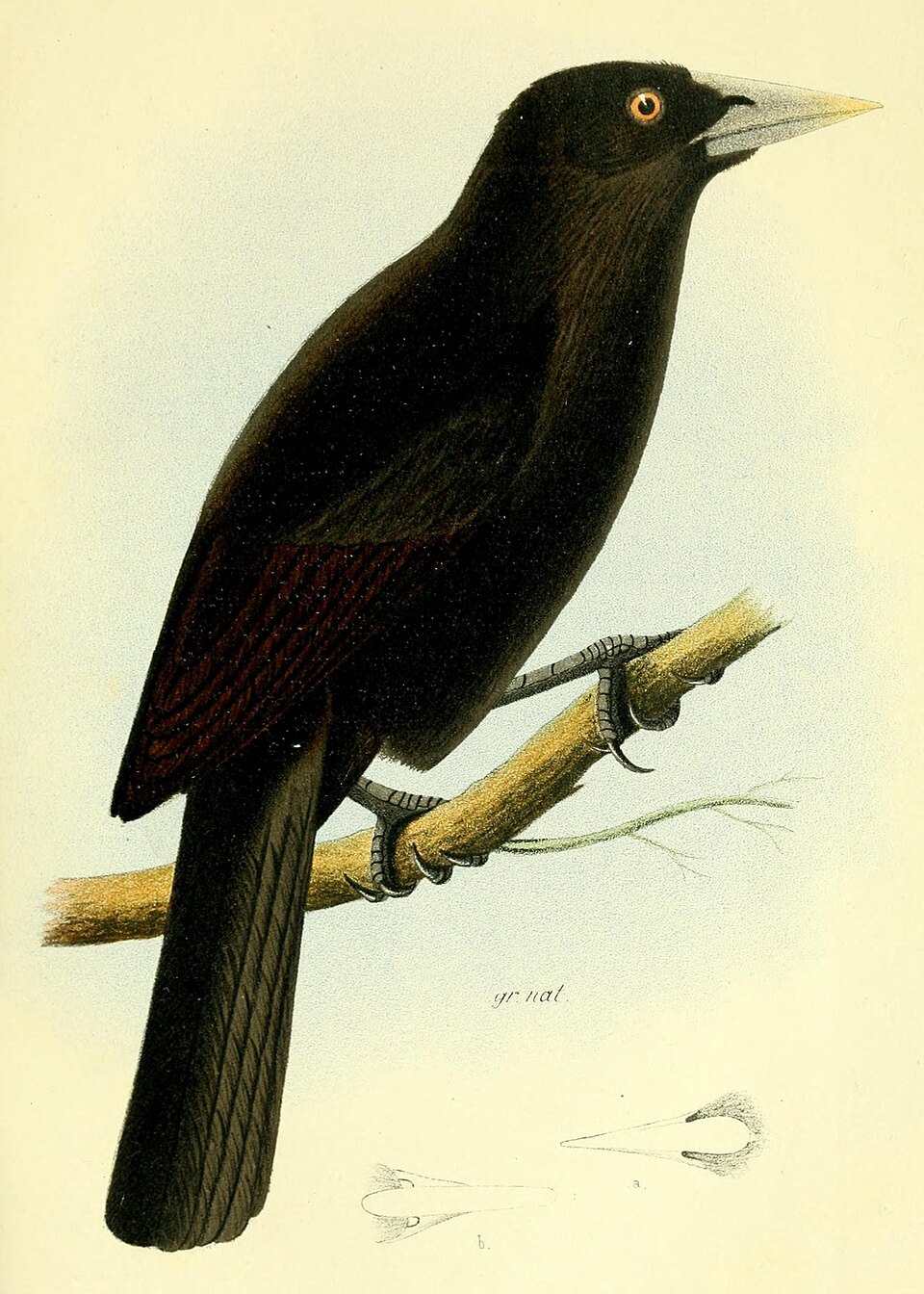 Ecuadorian Cacique