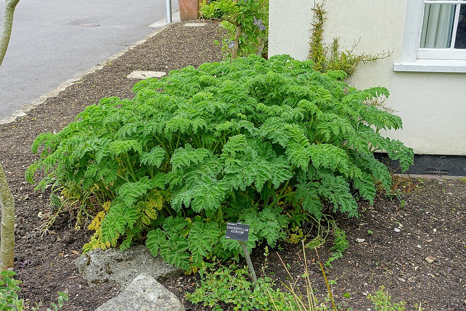 Chaerophyllum azoricum