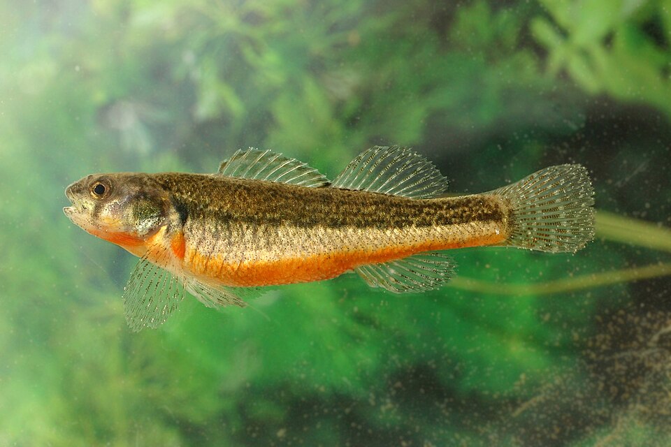 Arkansas darter