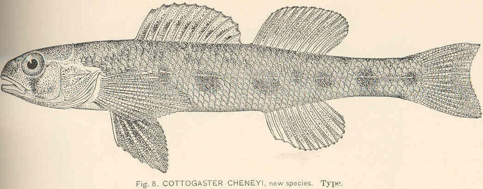 Channel darter