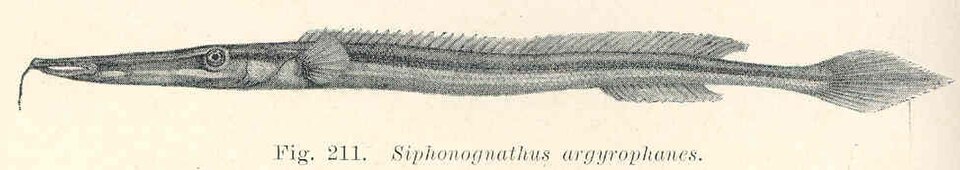 Siphonognathus argyrophanes