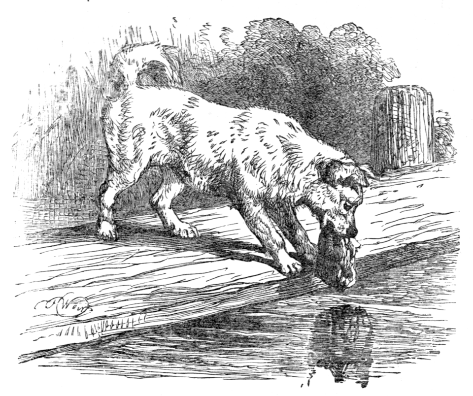 The Dog and Its Reflection