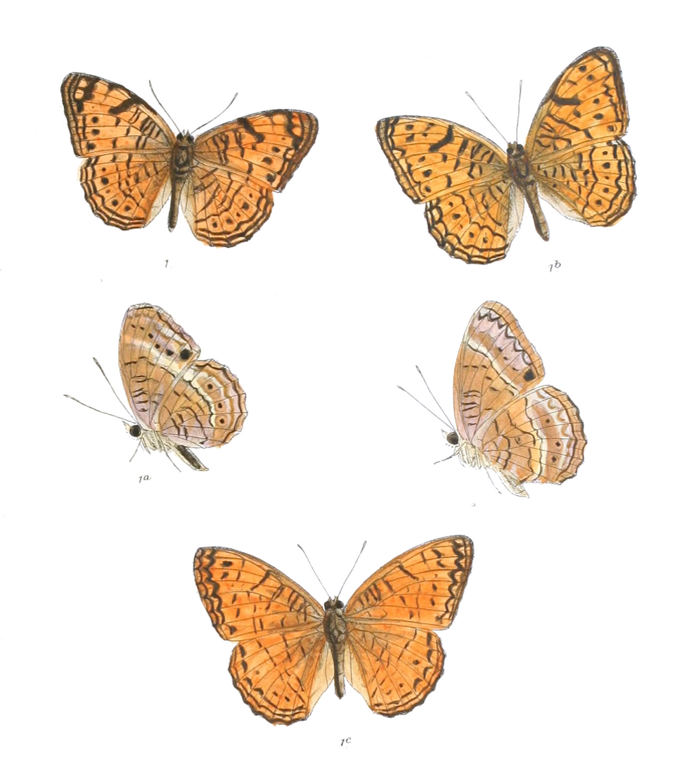 Phalanta alcippe