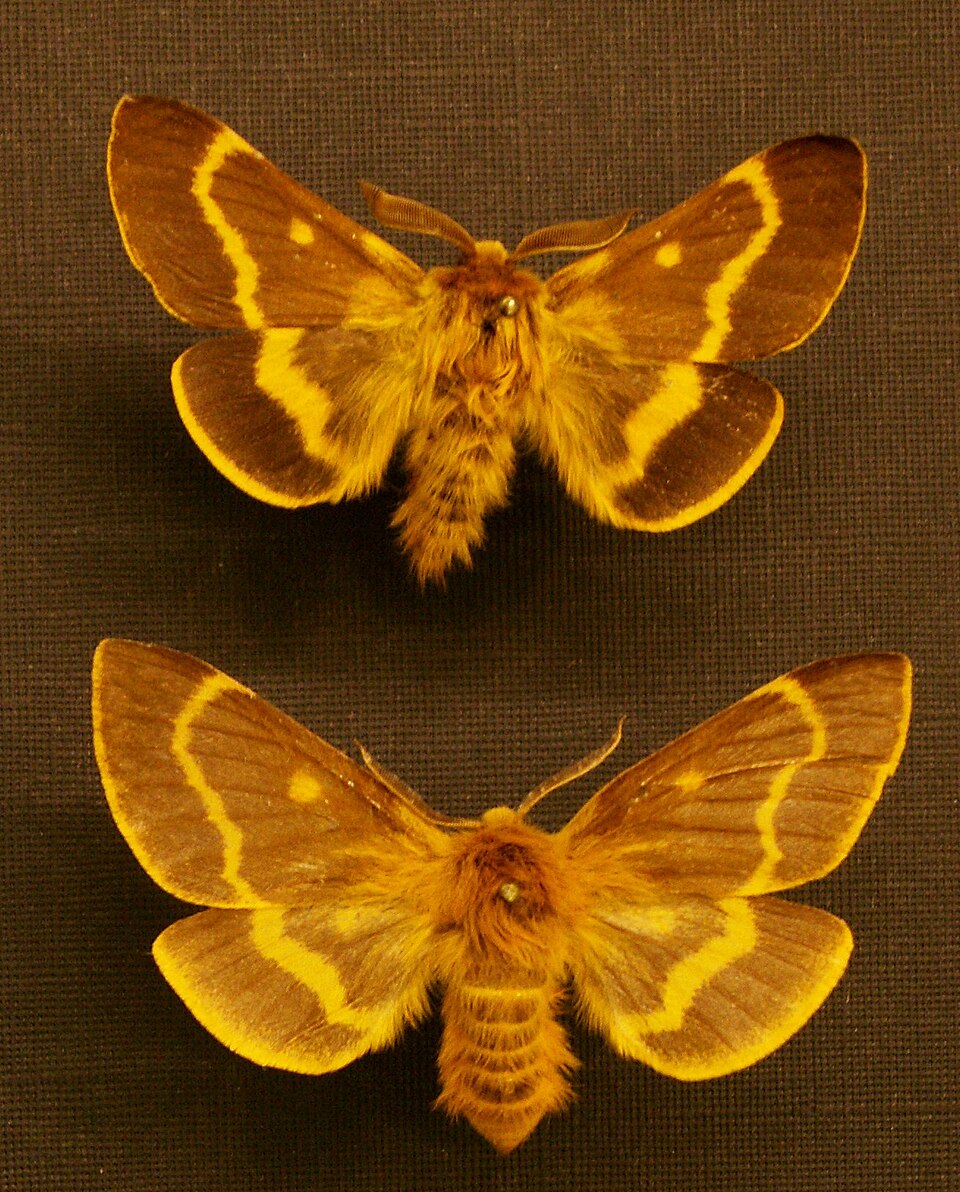 Lemoniidae
