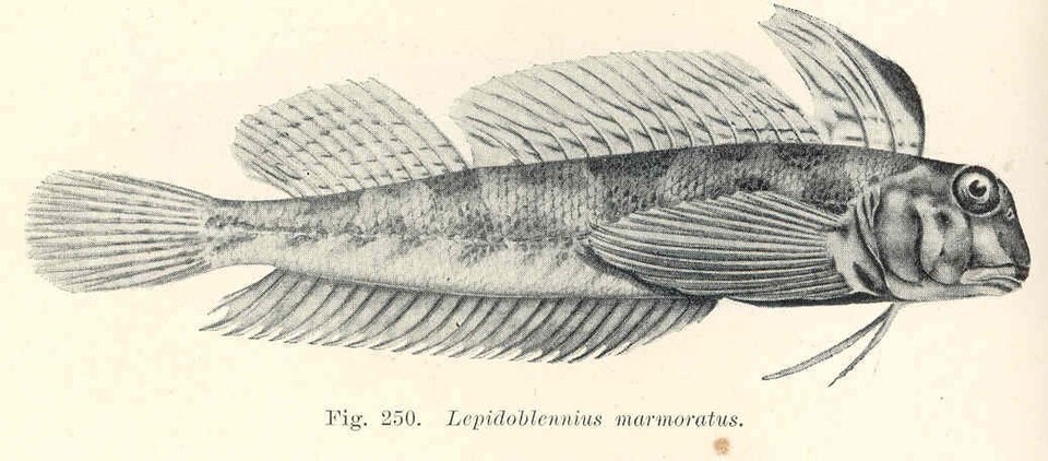 Western jumping blenny