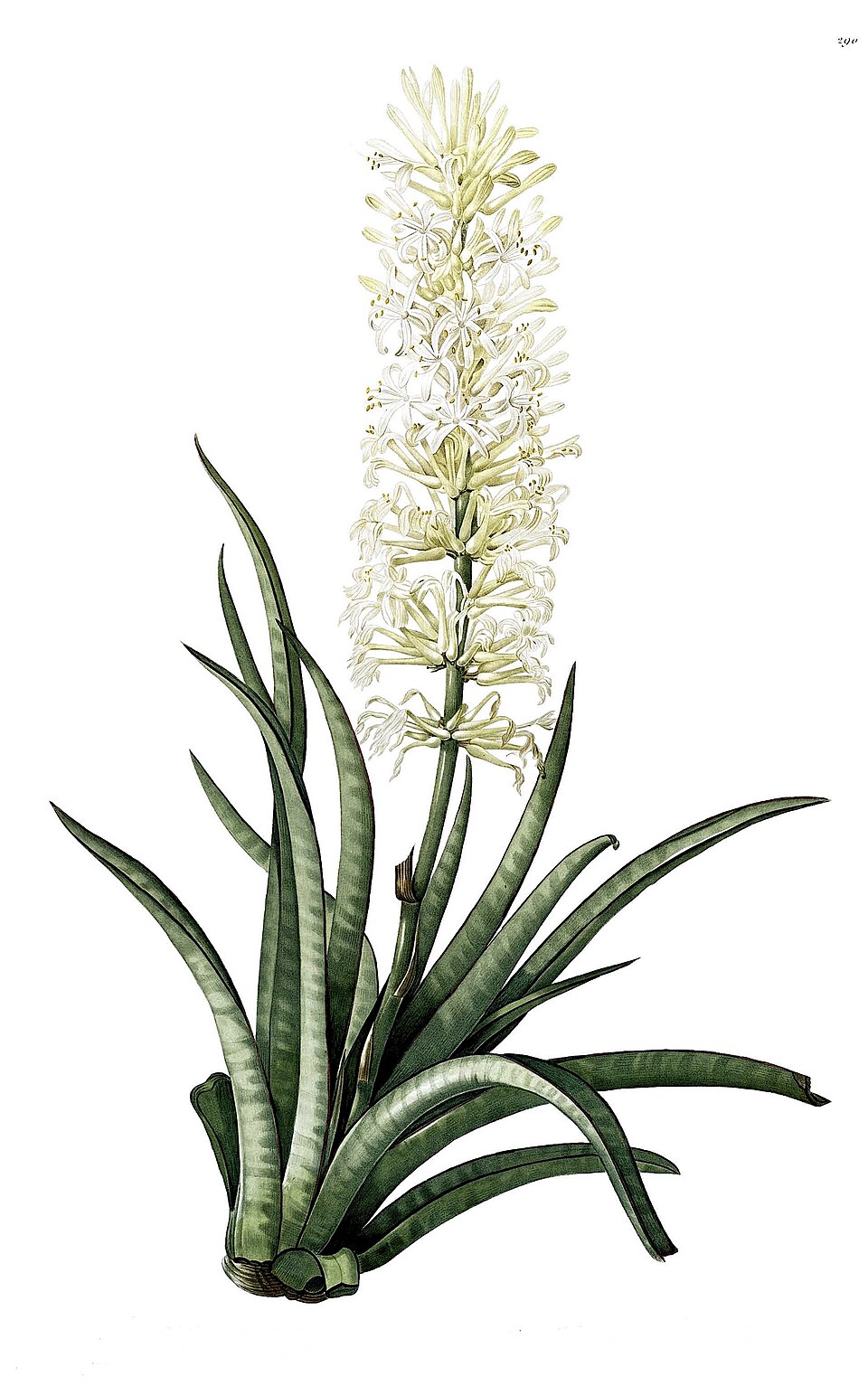 Sansevieria zeylanica
