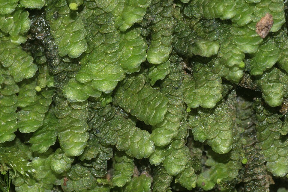 Geocalycaceae