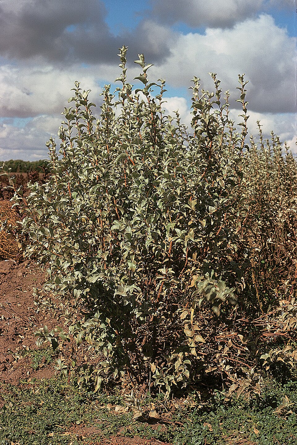 Elaeagnus
