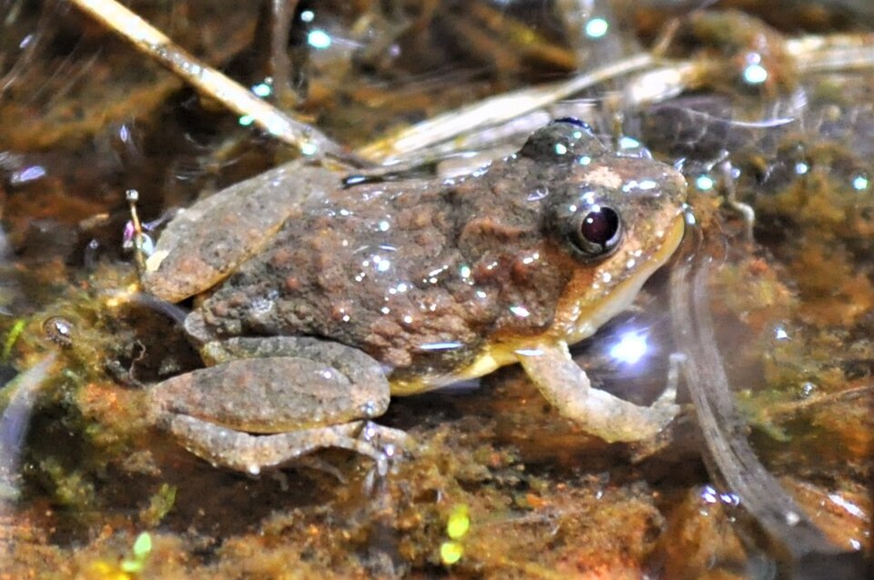Pseudopaludicola canga