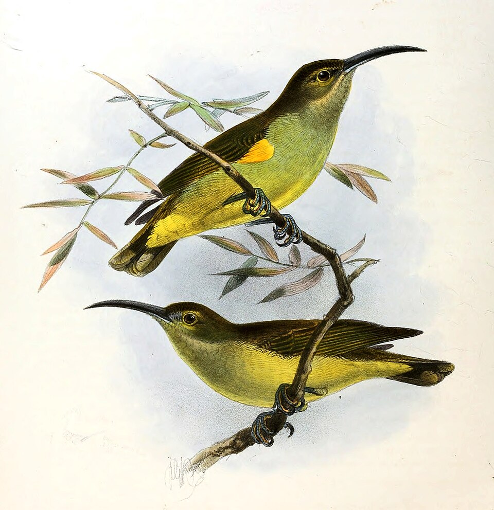 Thick-billed Spiderhunter