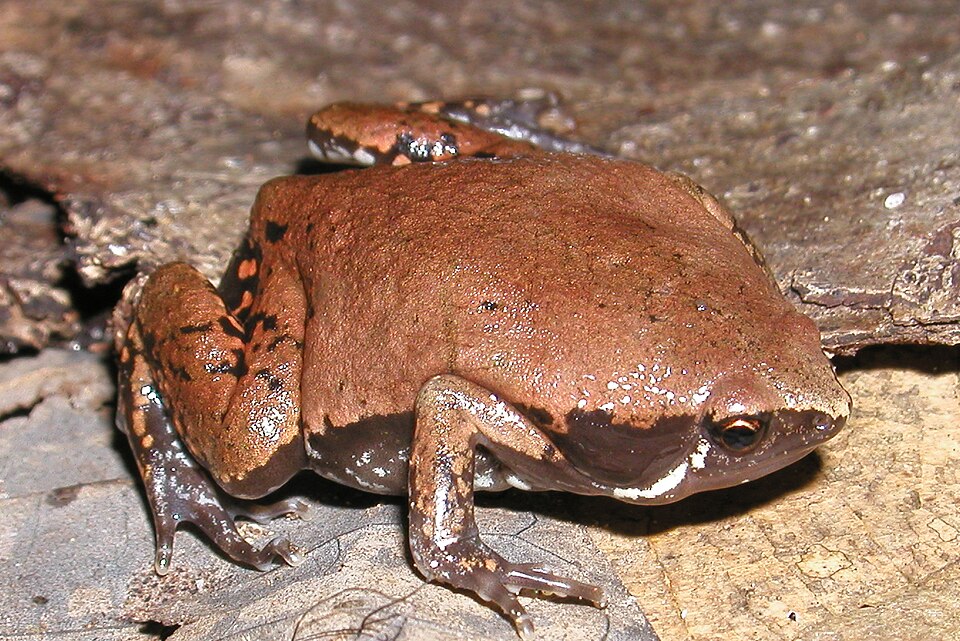 Hypopachus