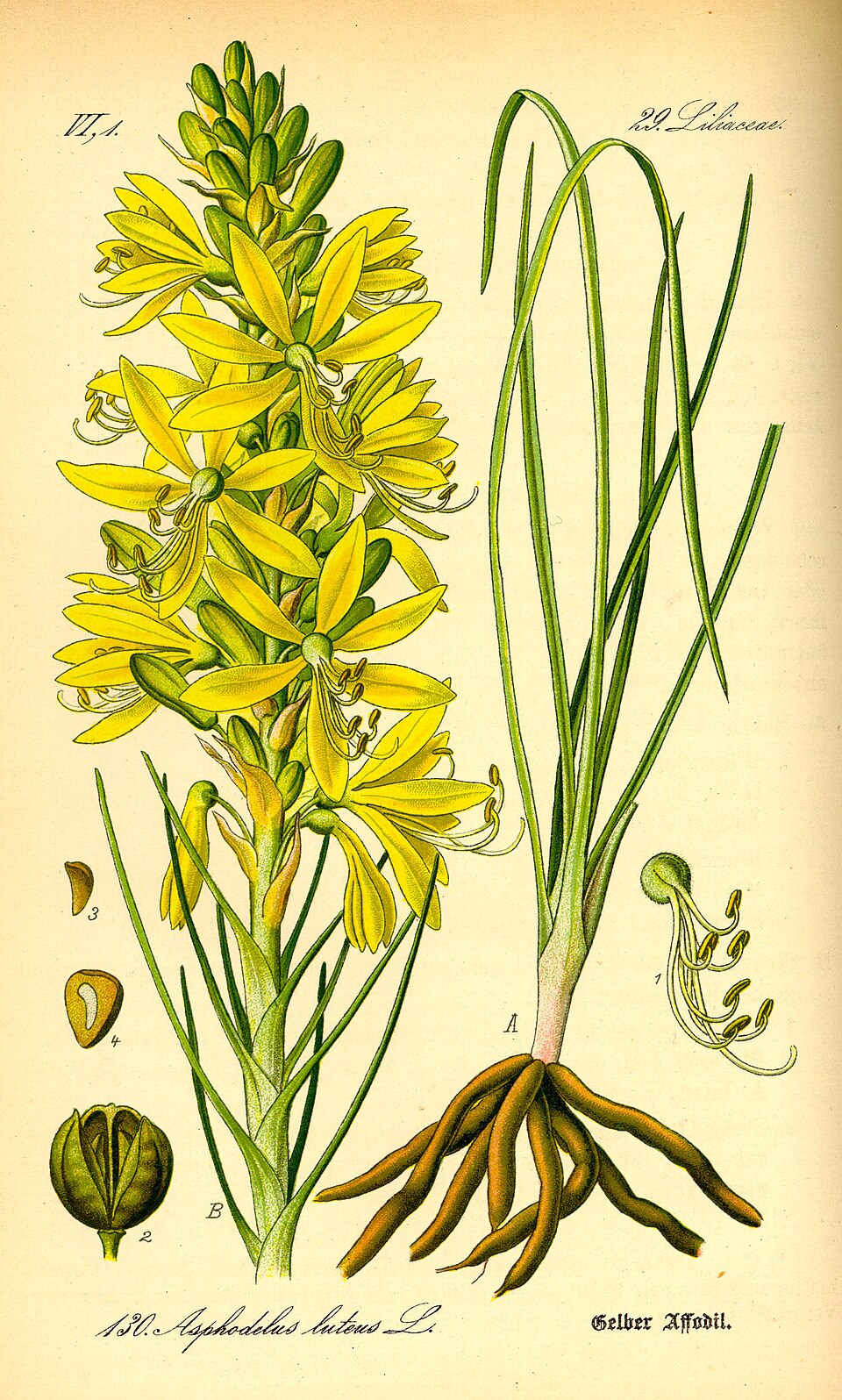Asphodeloideae