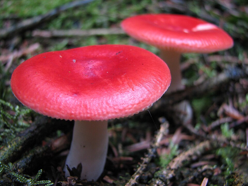 Russula