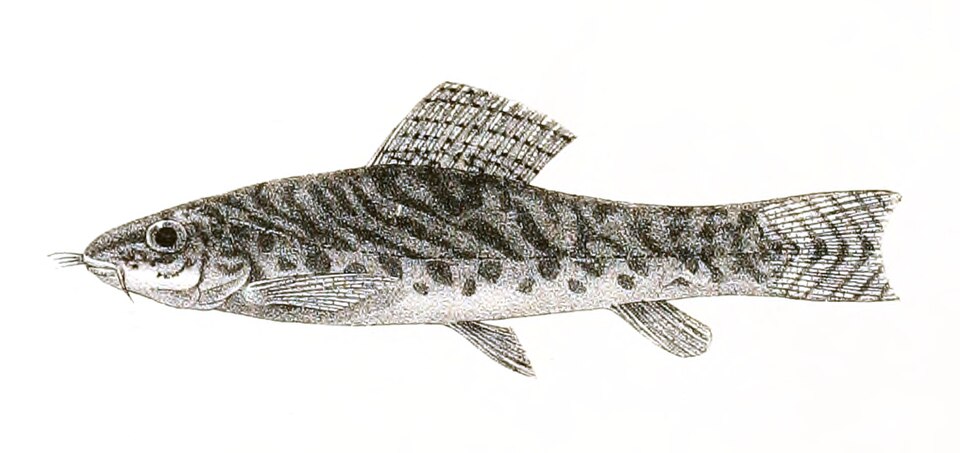 Acanthocobitis botia