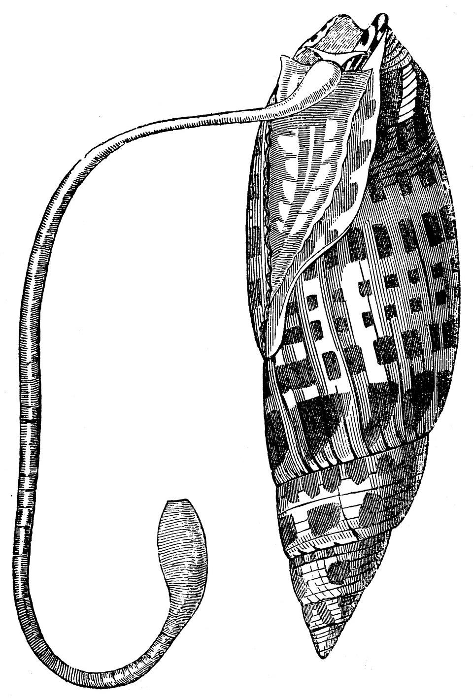 Mitra