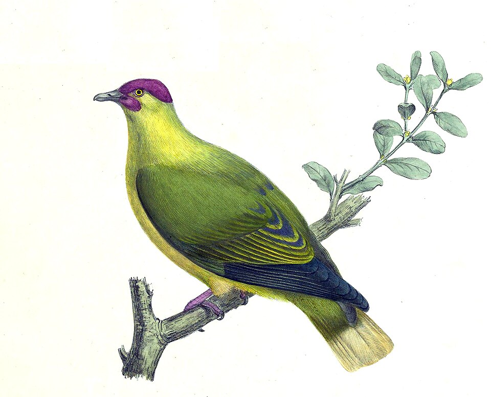 Red-moustached Fruit Dove