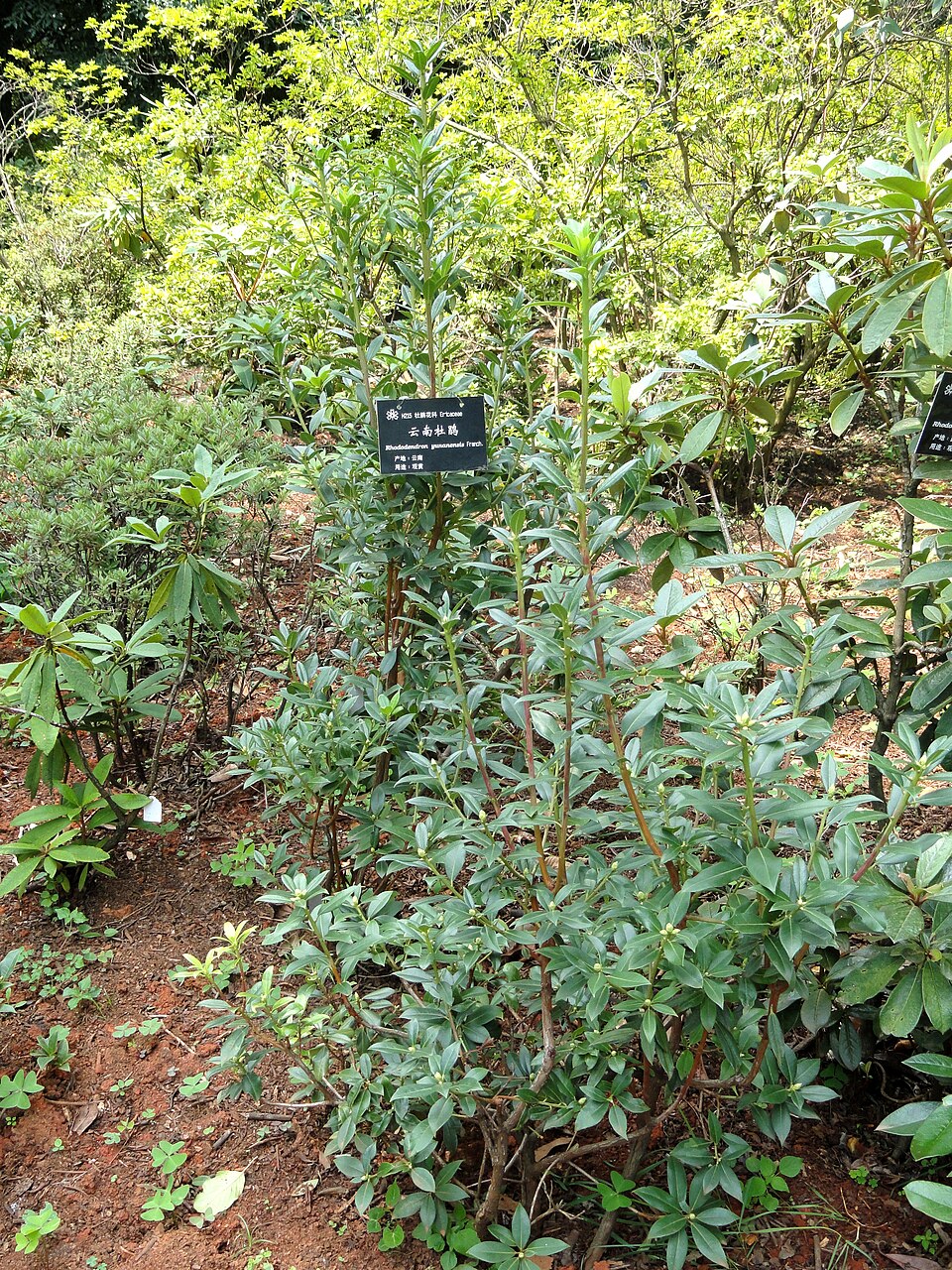 Rhododendron yunnanense