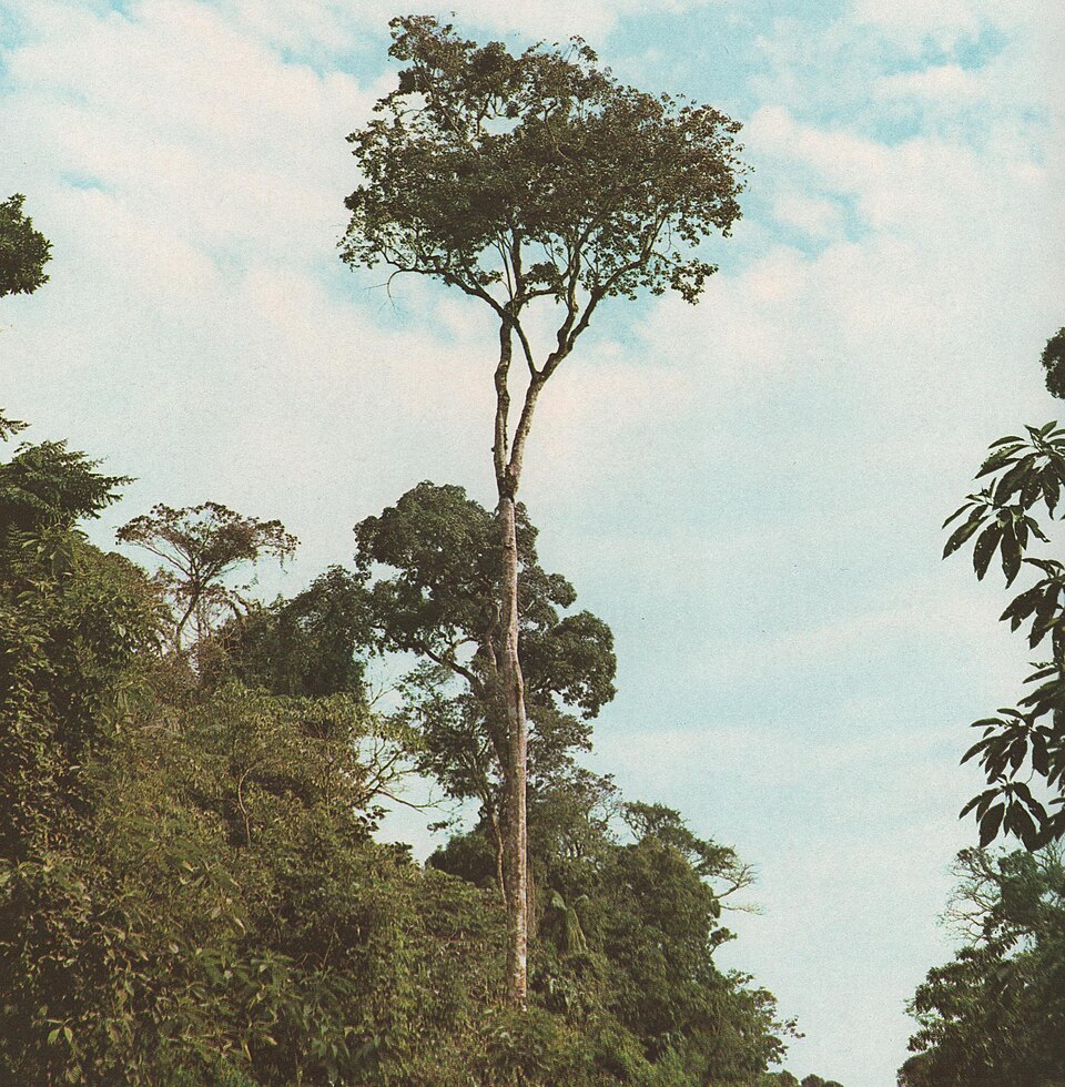 Balfourodendron riedelianum