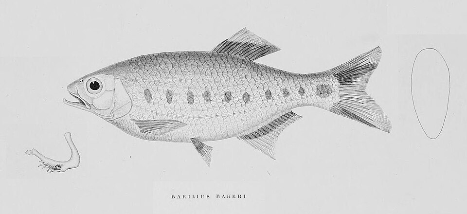 Barilius bakeri