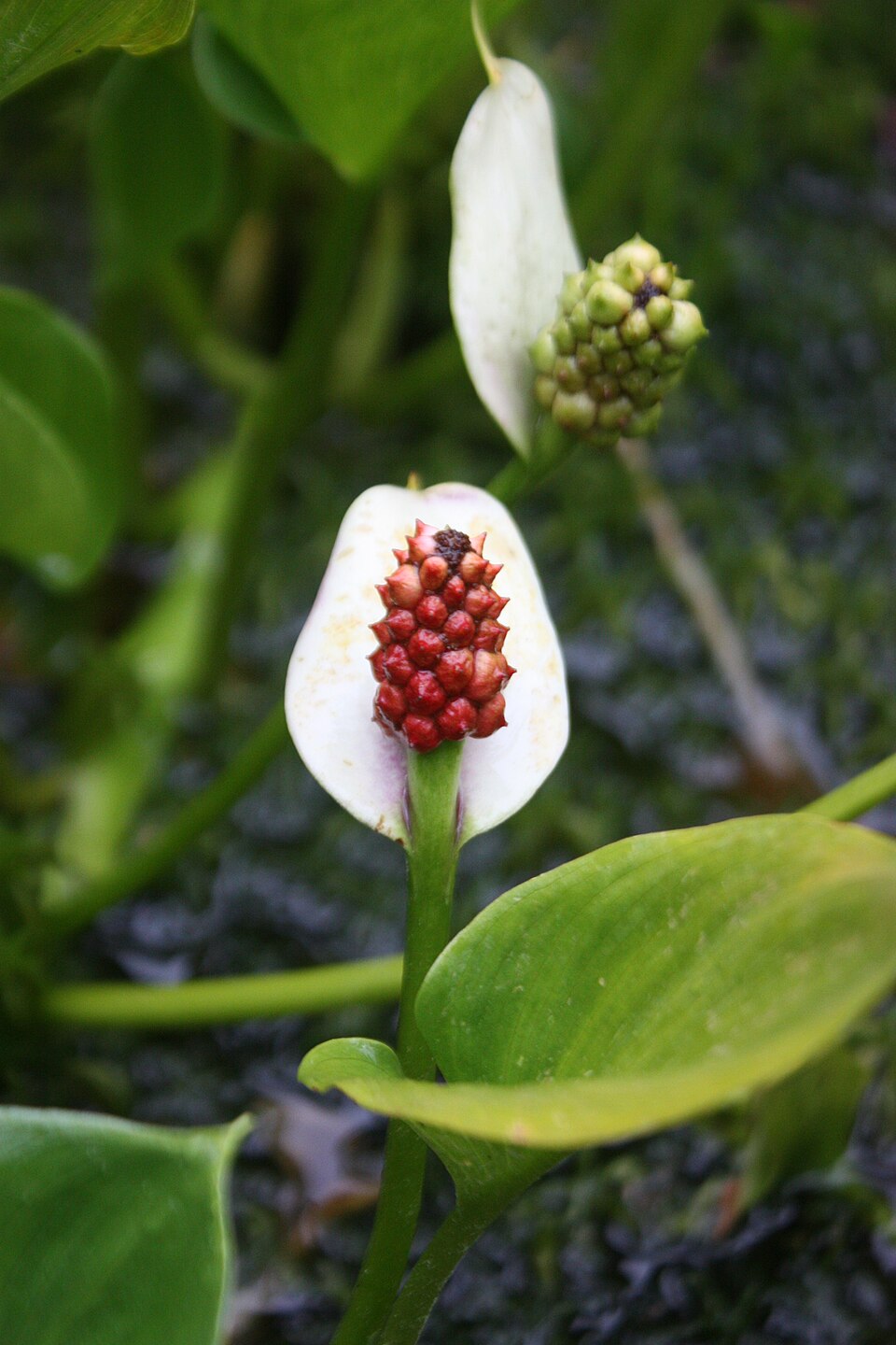 spathe