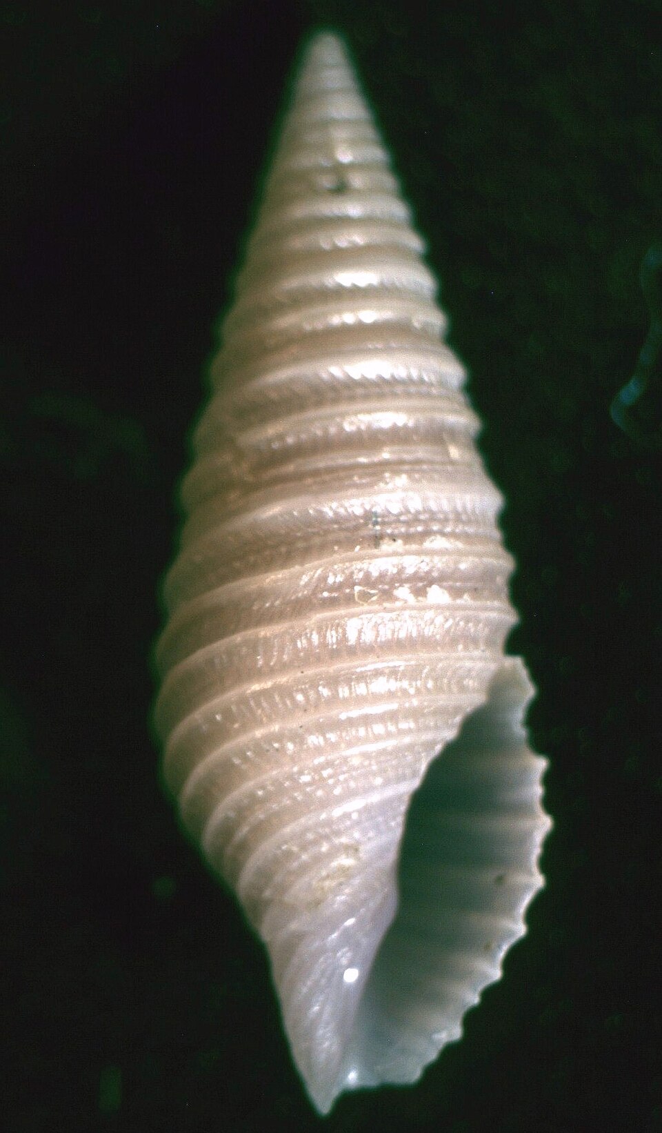 Borsoniidae