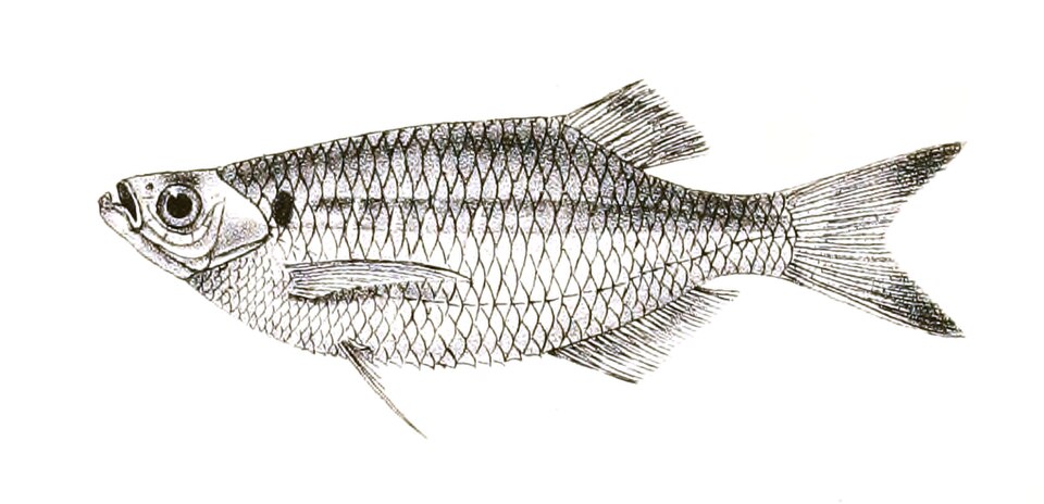 Clupeoides hueensis