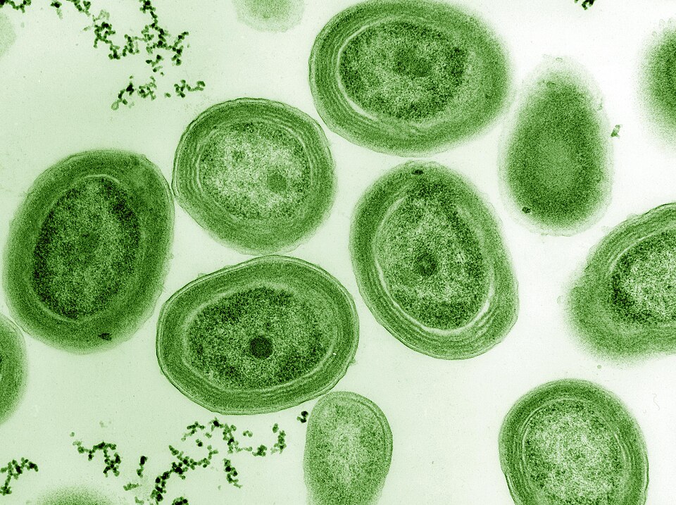 Prochlorococcus