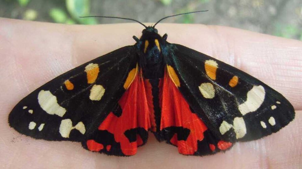 Callimorpha dominula