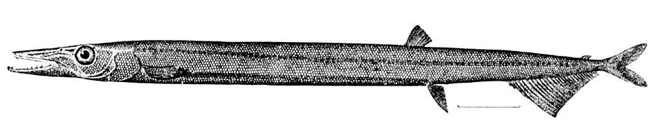 Paralepis coregonoides
