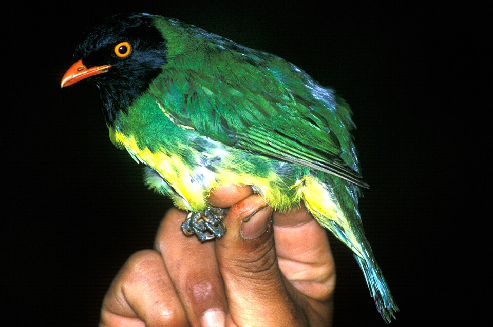 Pipreola