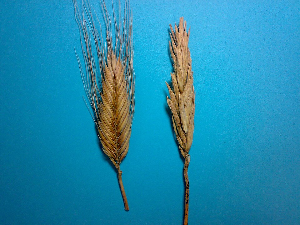 Triticum polonicum