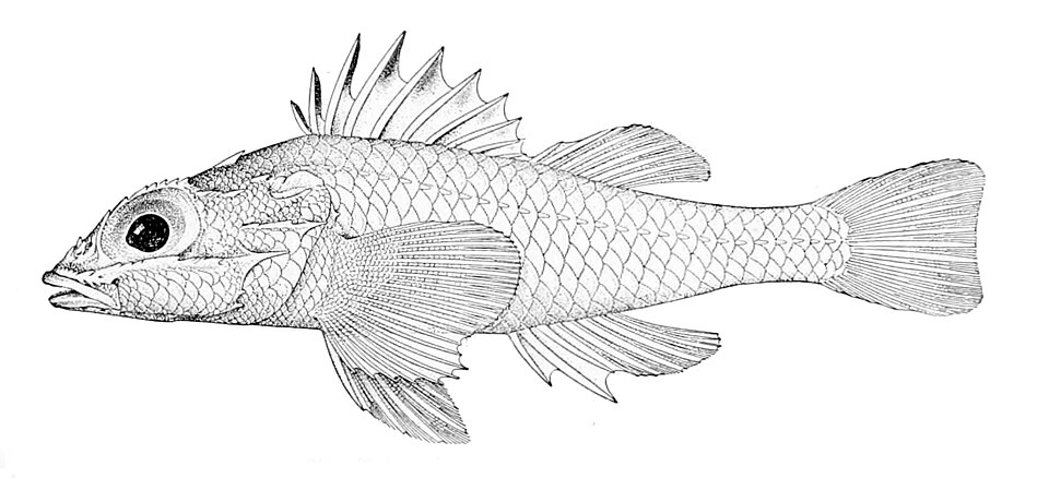 Plectrogenium