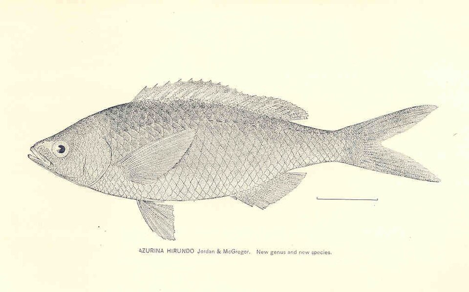 Azurina hirundo