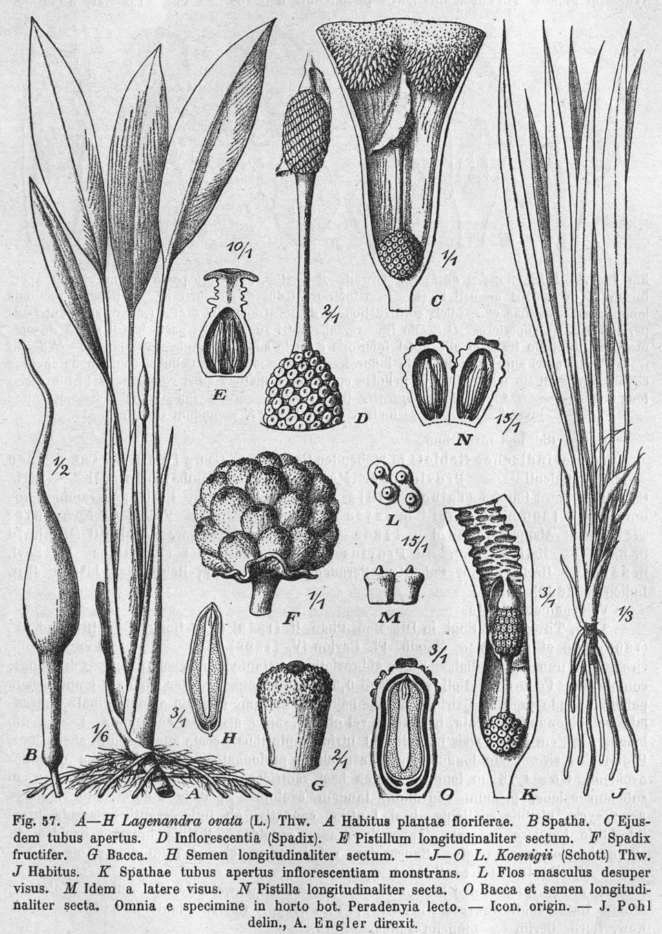 Lagenandra