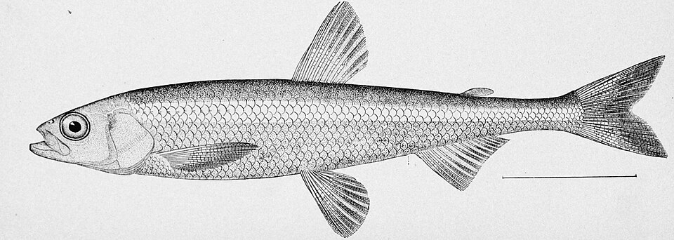Pond smelt