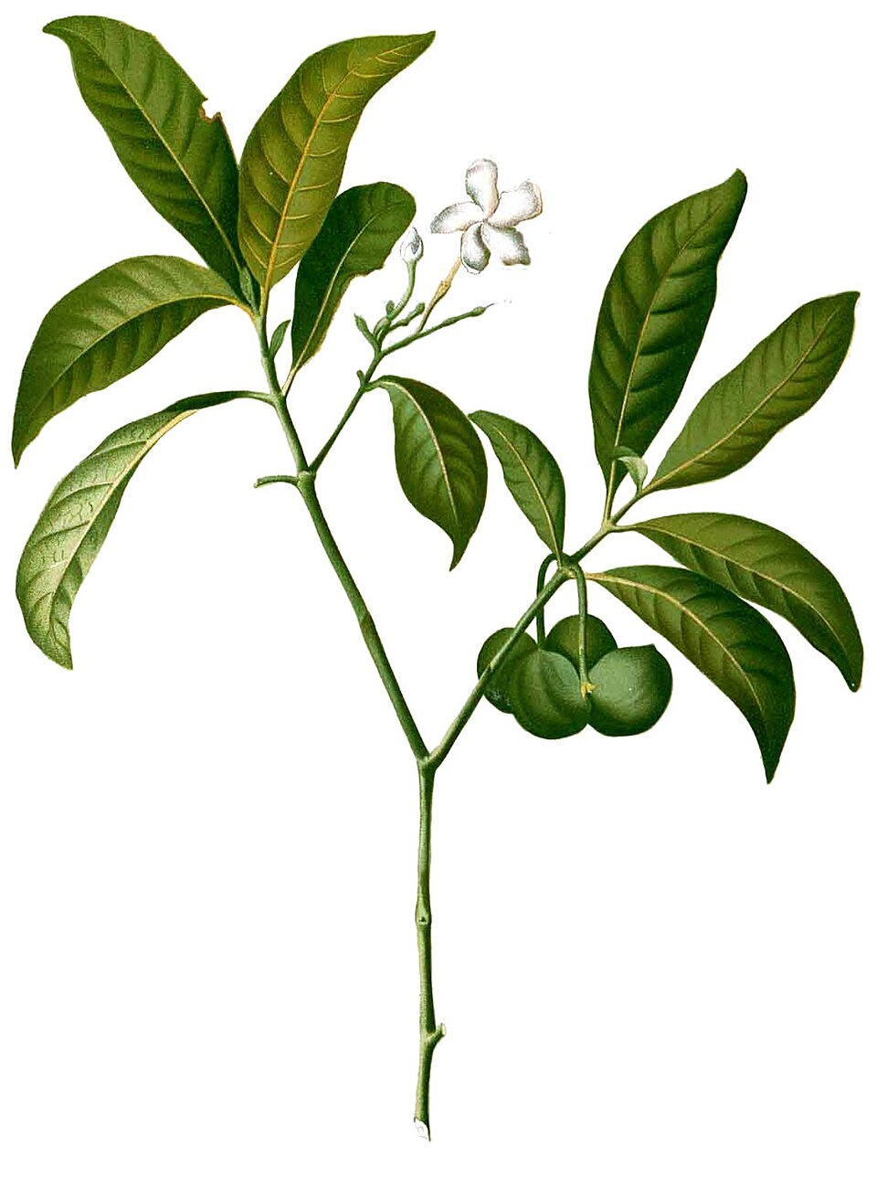 Voacanga