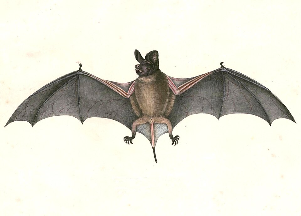 wrinkle-lipped free-tailed bat