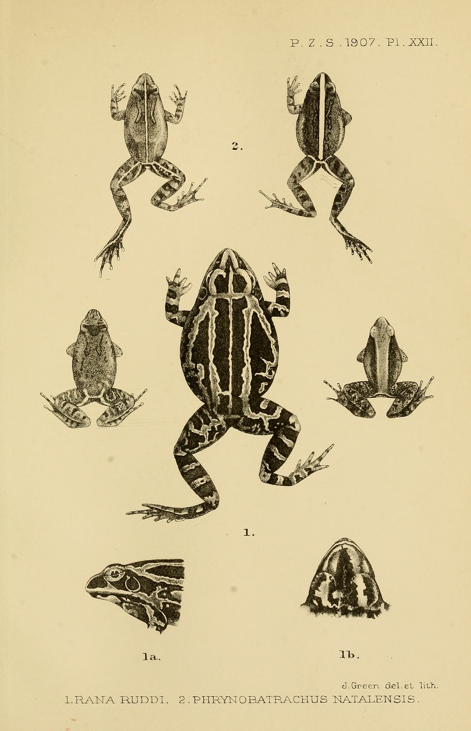 Hildebrandtia ornata