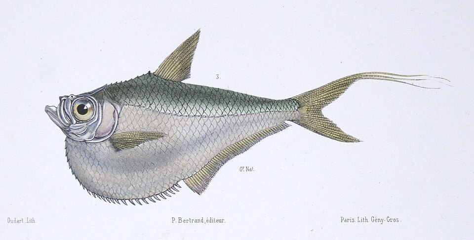 Pristigasteridae