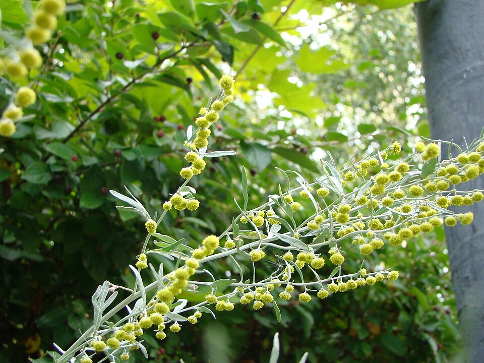 Artemisia sieversiana