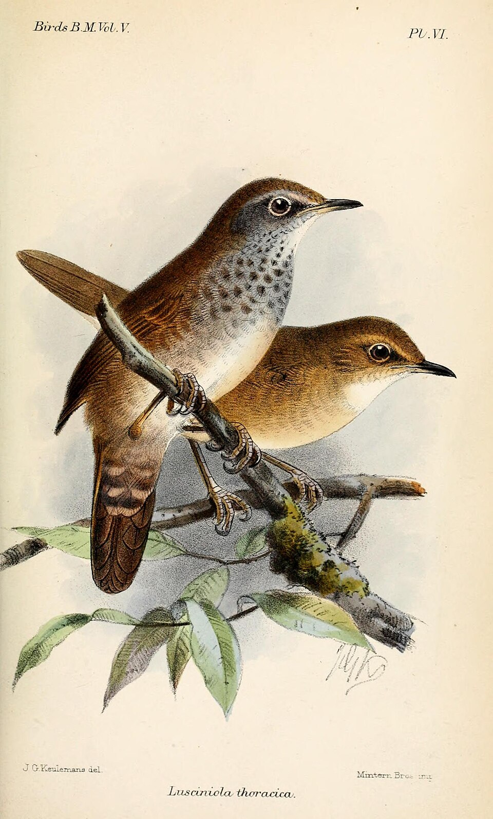 Locustella thoracica