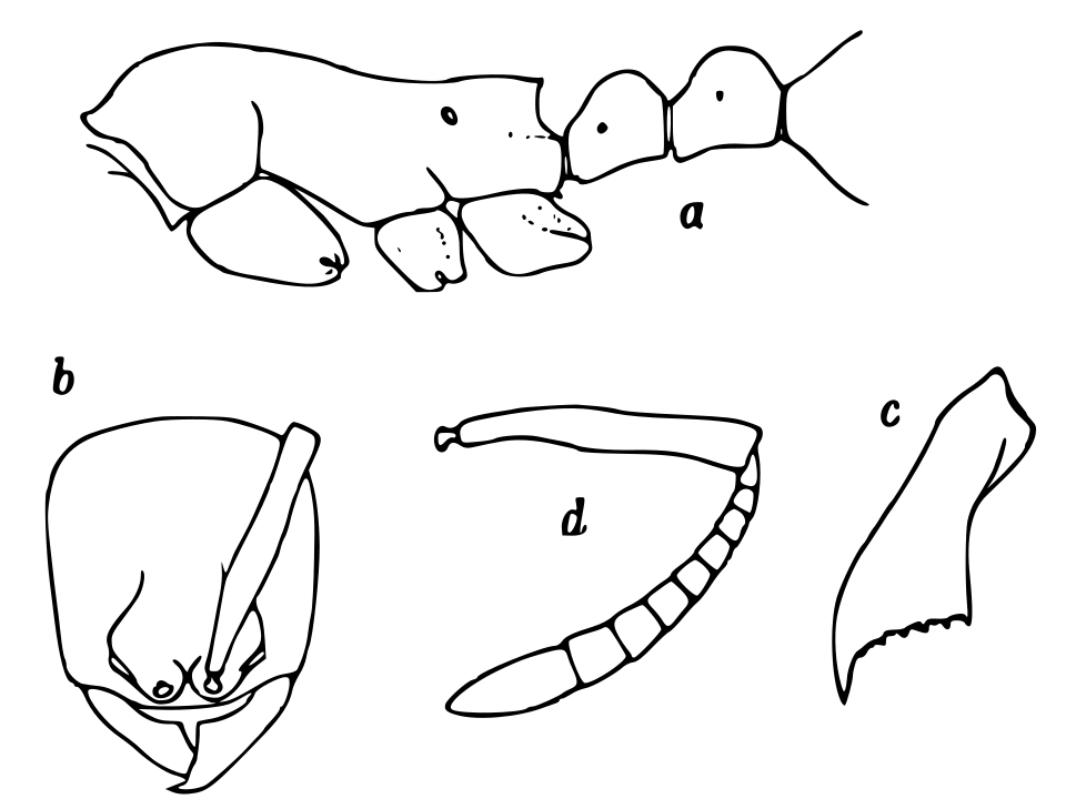 Aenictus aratus