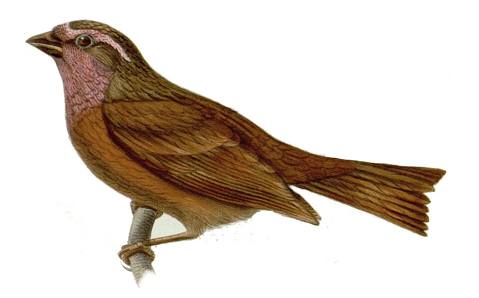 Dark-rumped Rosefinch