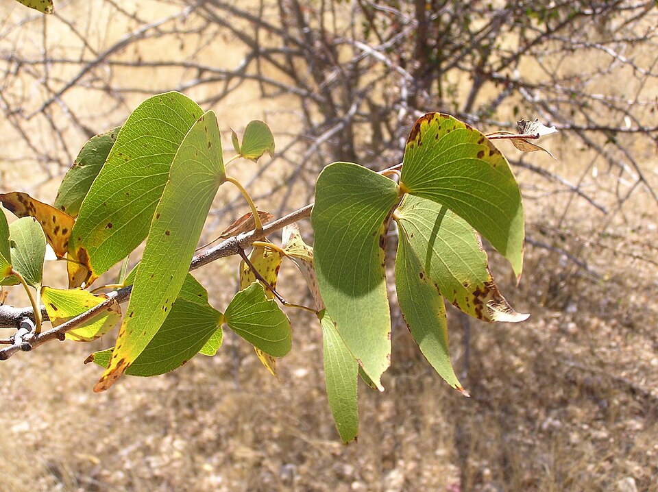 Colophospermum mopane