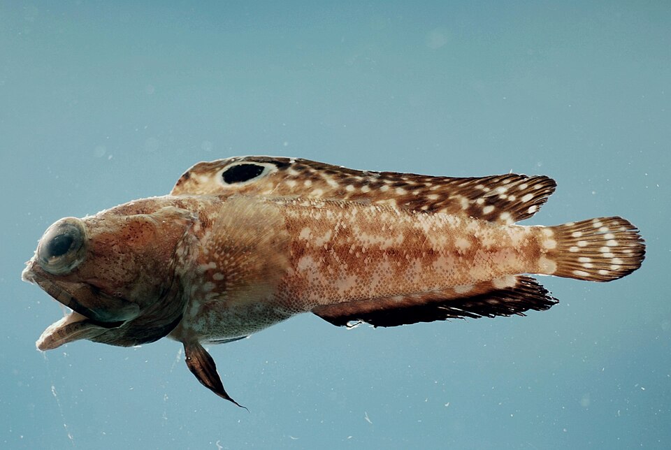 Opistognathus