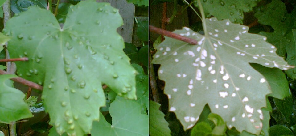 Eriophyes vitis