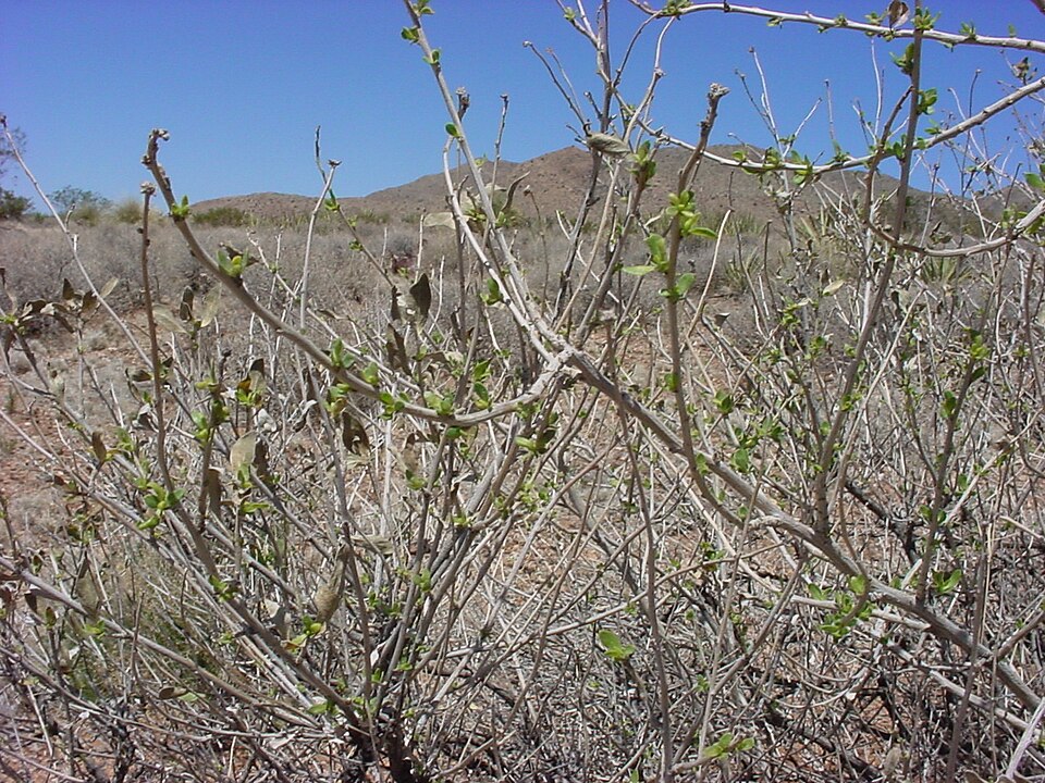 Flourensia