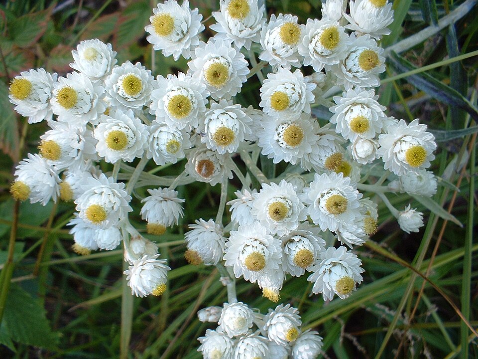 Anaphalis
