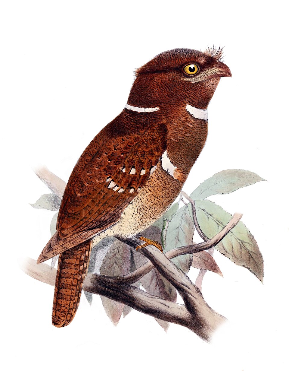 Batrachostomus